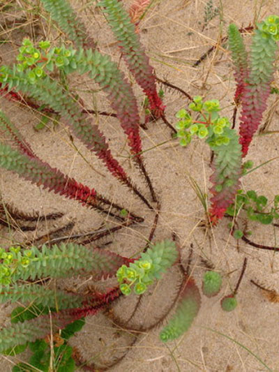 Sea Spurge Euphorbia paralias