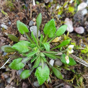 Whitlowgrasses, Erophila